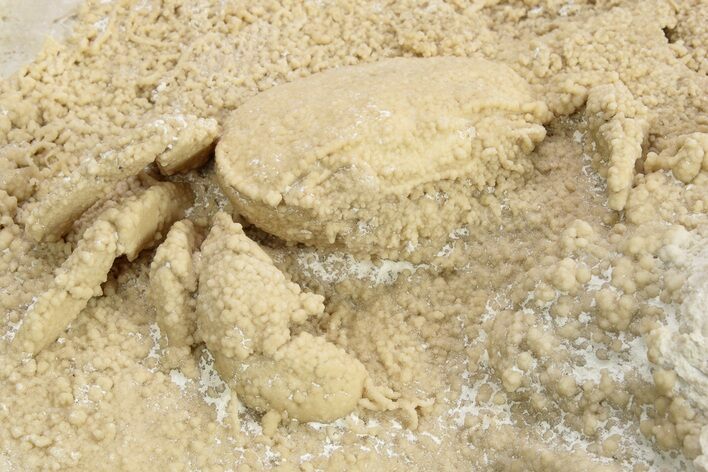 Fossil Crab (Potamon) Preserved in Travertine - Turkey #230623